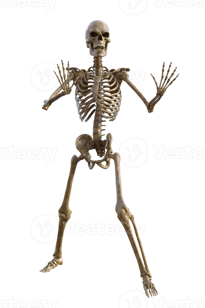 Human skeleton on transparent background, 3d render png