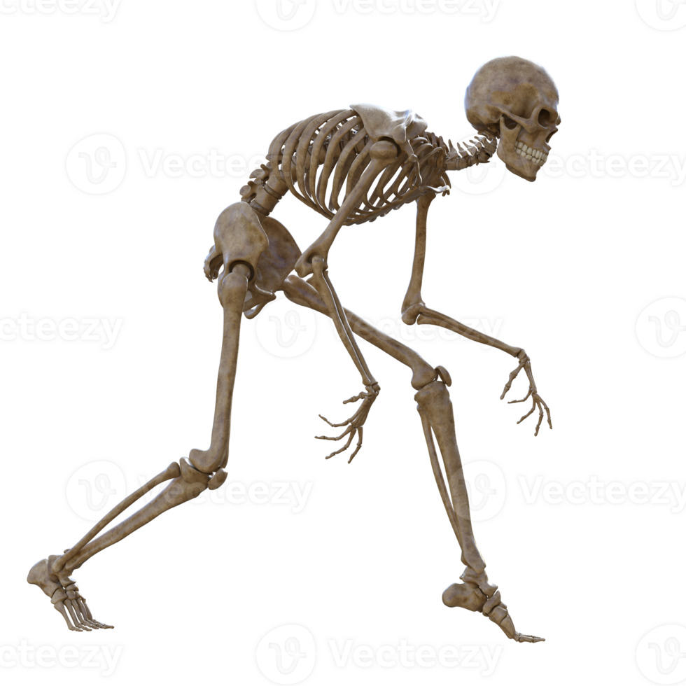 Human skeleton on transparent background, 3d render png