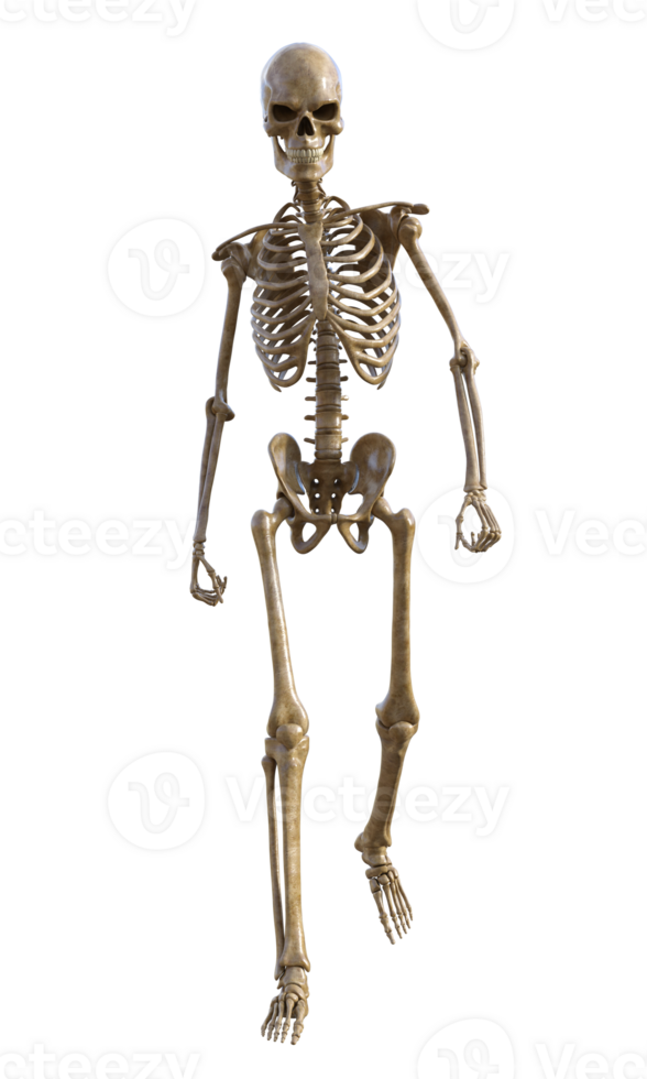 Human skeleton on transparent background, 3d render png