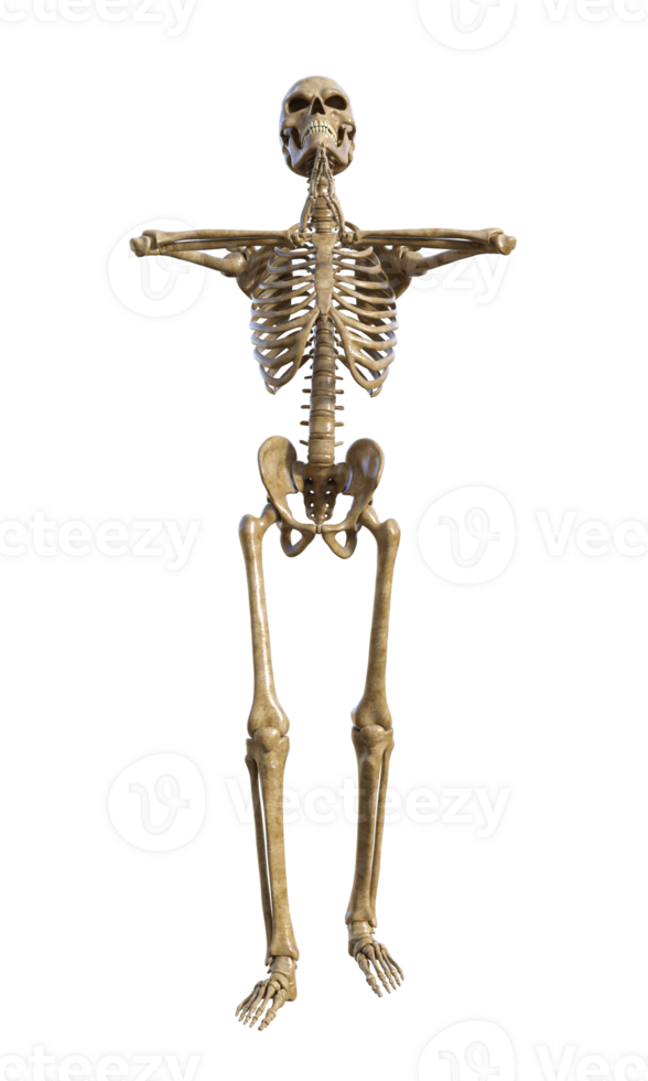 Human skeleton on transparent background, 3d render png