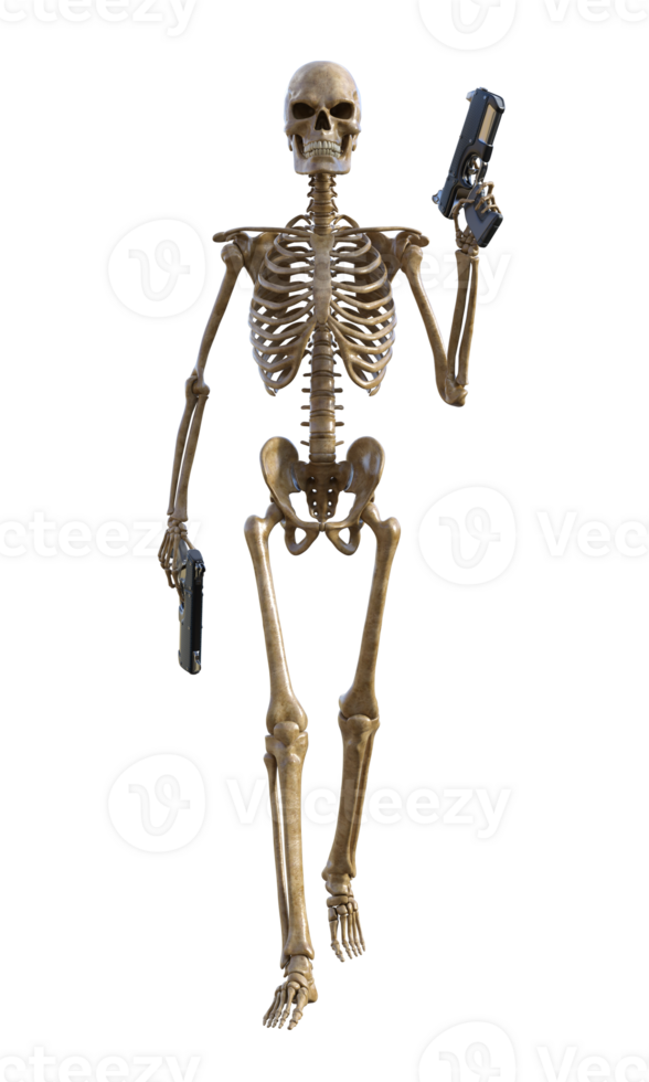 Human skeleton on transparent background, 3d render png