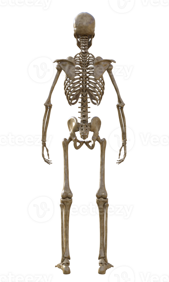 Human skeleton on transparent background, 3d render png