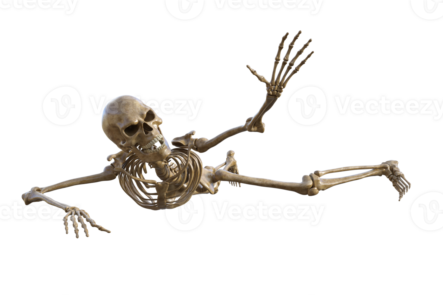 Human skeleton on transparent background, 3d render png