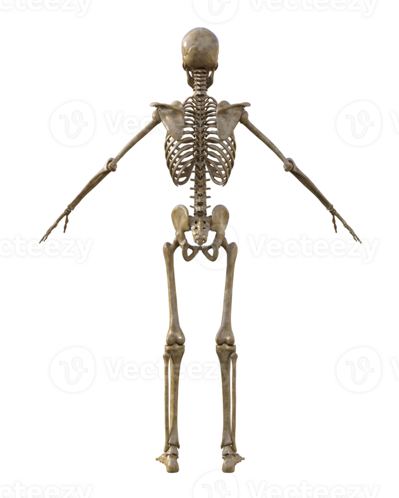 Human skeleton on transparent background, 3d render png