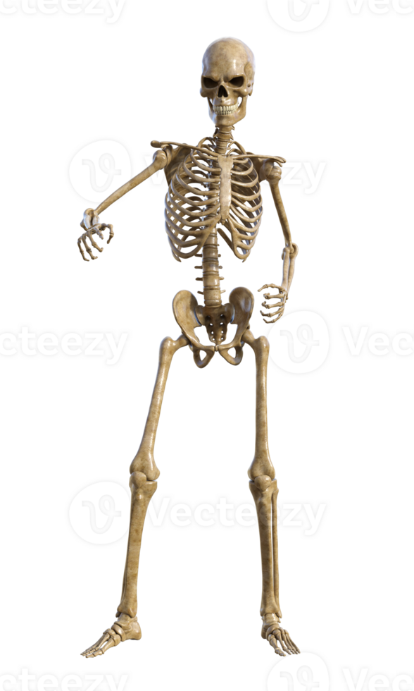 Human skeleton on transparent background, 3d render png