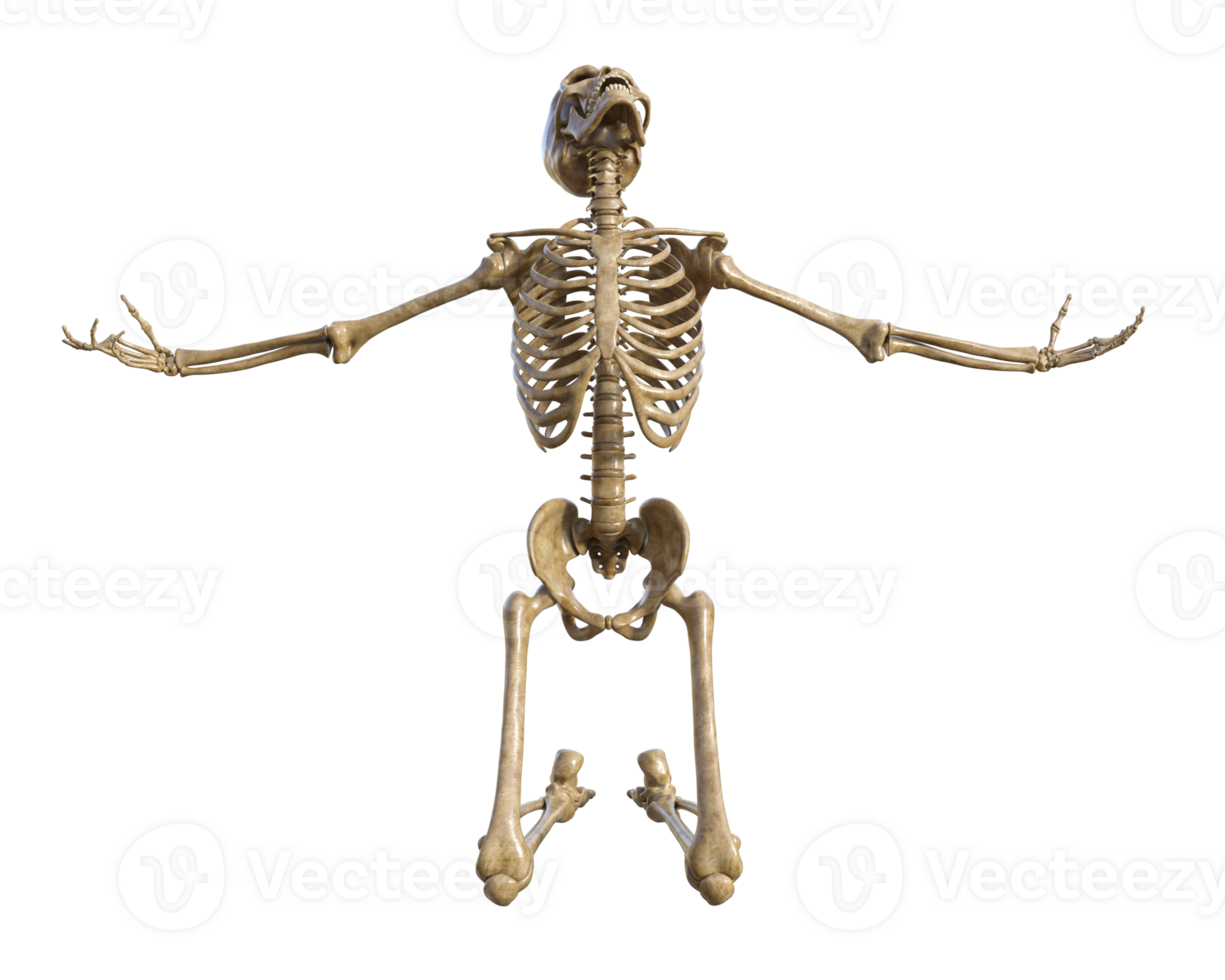 Human skeleton on transparent background, 3d render png