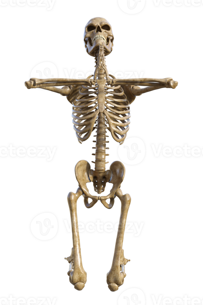 Human skeleton on transparent background, 3d render png