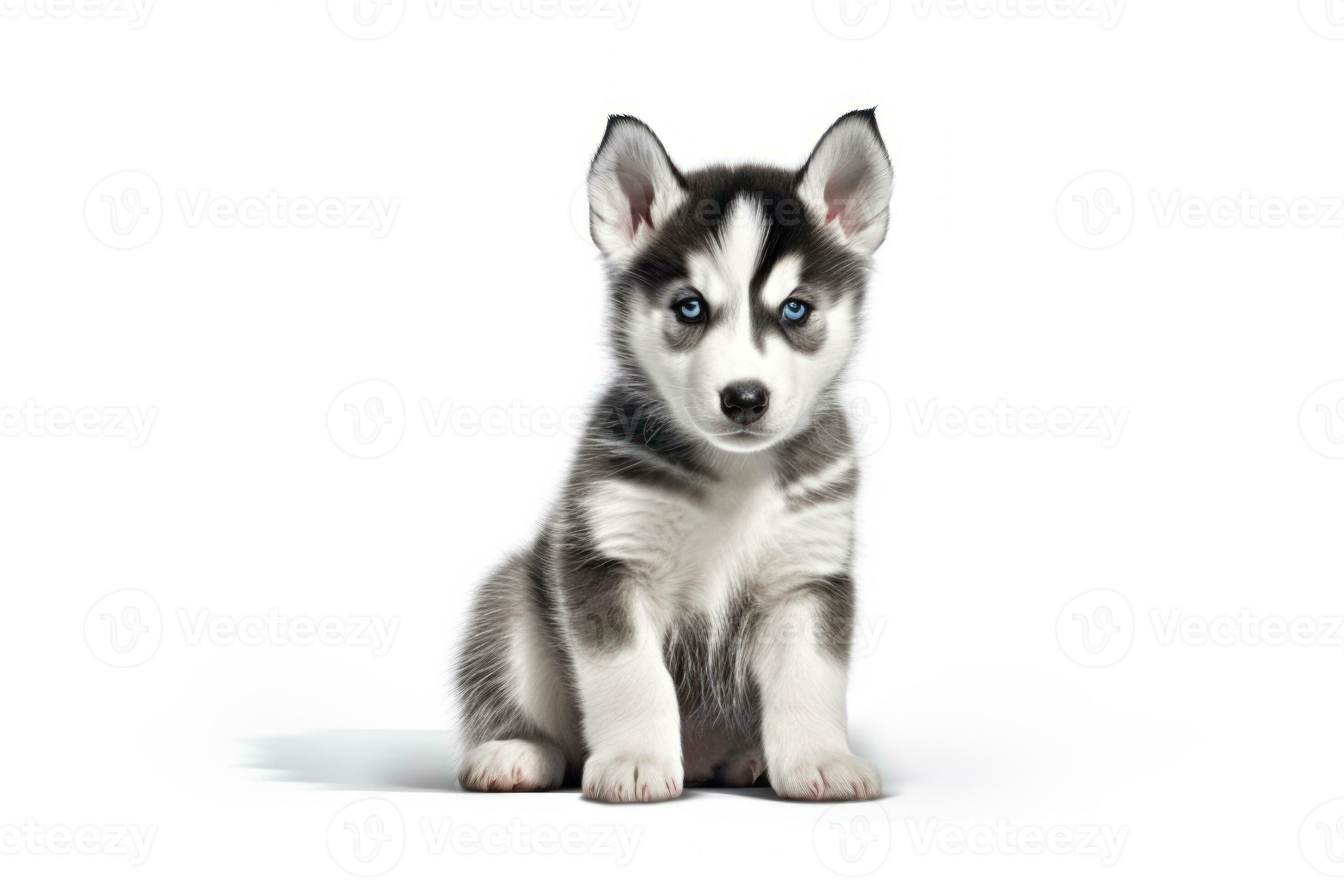 Husky pedigree 2025