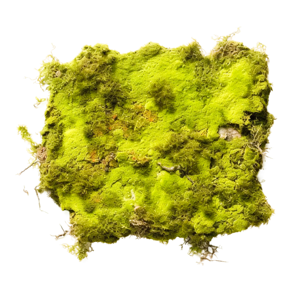 Green moss  Generative Ai png