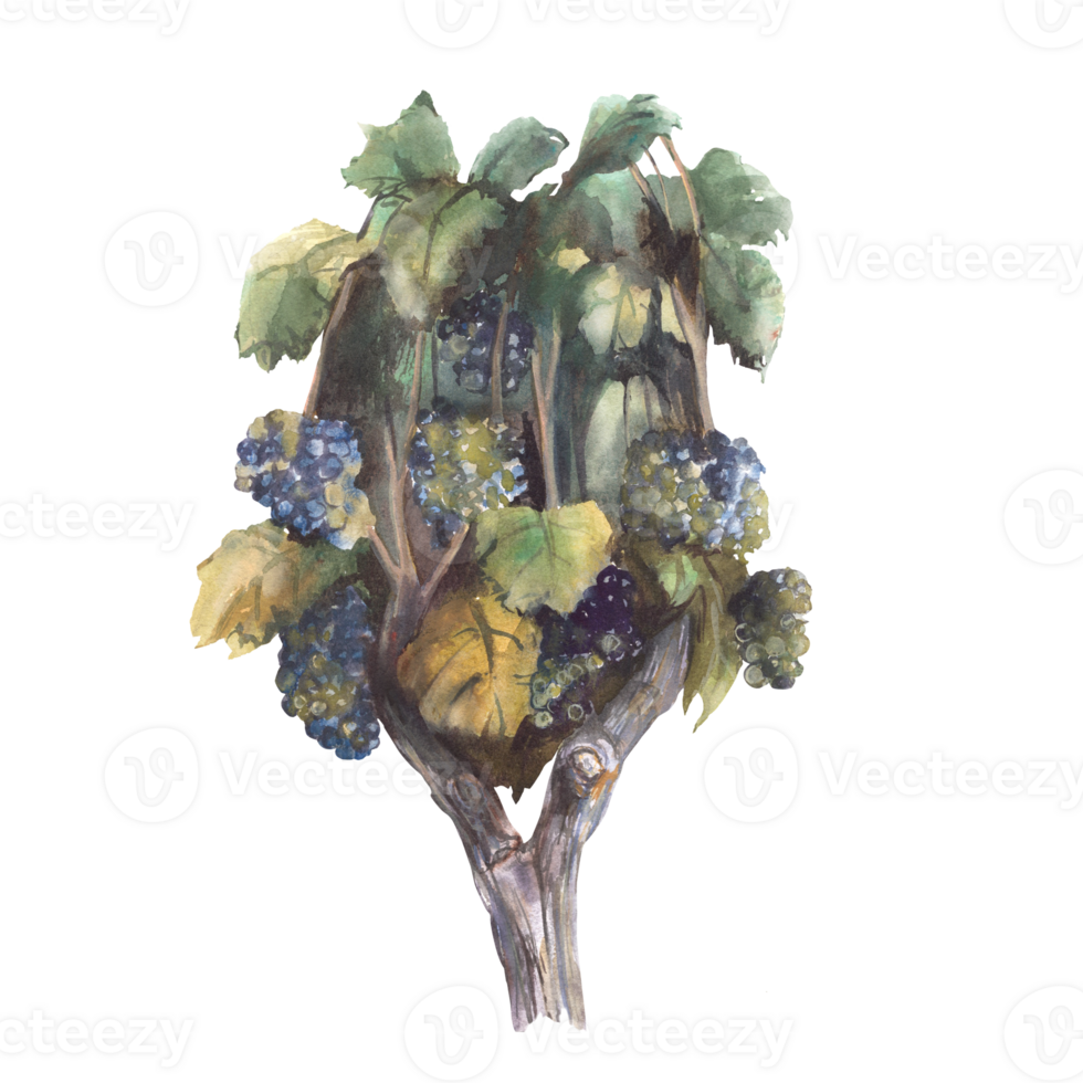 uva vite, cespuglio, albero - acquerello illustrazione. vigneti per vinificazione con contorto vite con le foglie e frutti di bosco. uva cespuglio di scuro, blu maturo uva. mano dipinto png