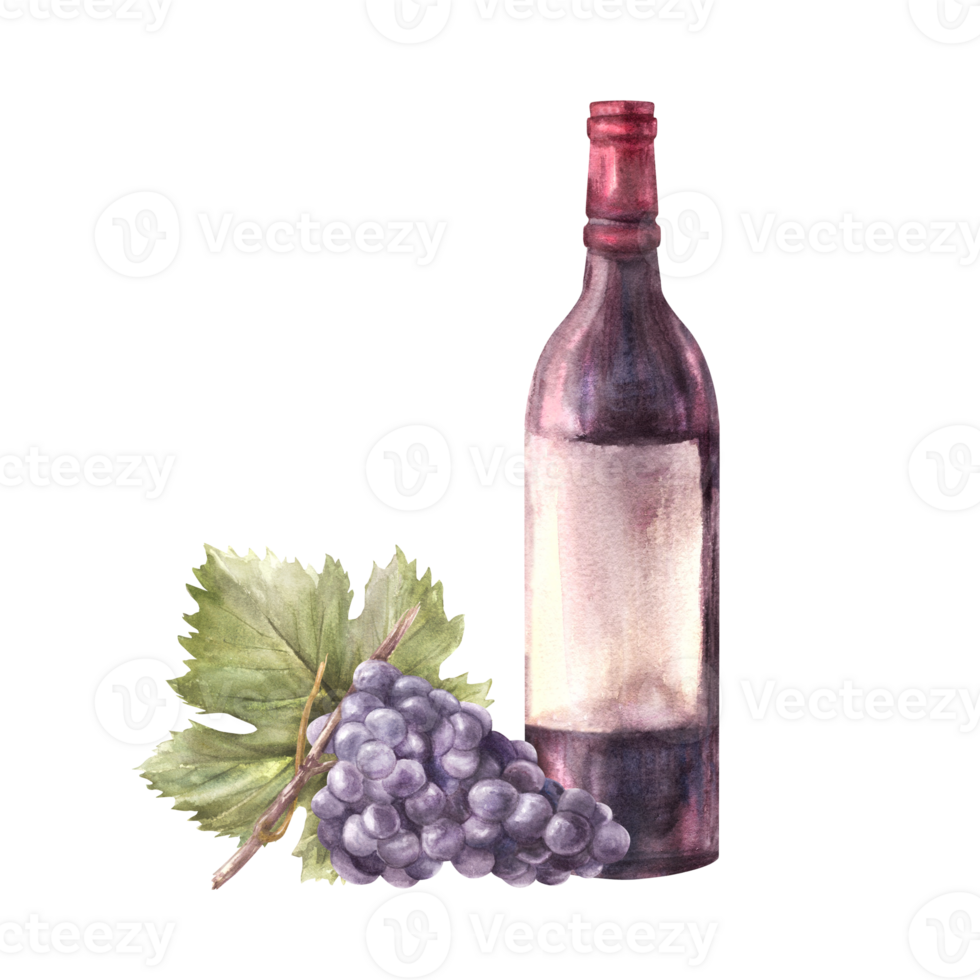 A bottle of red wine with grapevine and grape leaf. Watercolour hand draw food illustration. Wine making set for your design print of label sticker, flyers, menu, wine list, card png