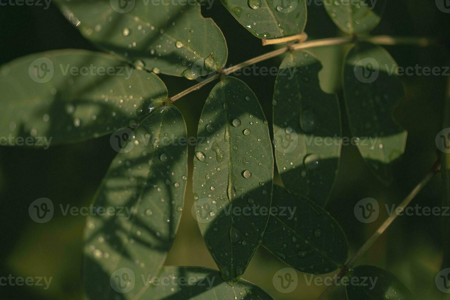 Close up of green leaves with water drops on it. Natural background. photo