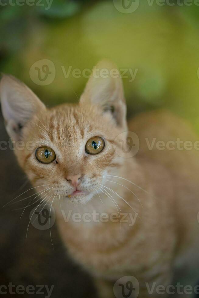 pequeño rojo gatito con amarillo ojos mirando a el cámara en el jardín foto