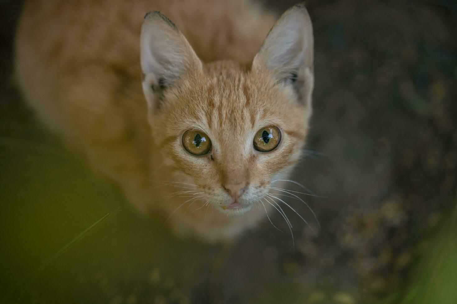 Orange cat in the grass, closeup of photo with shallow depth of field