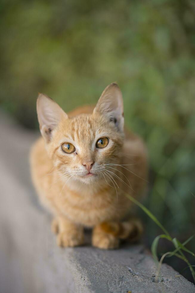 Orange cat in the grass, selective focus, shallow depth of field photo