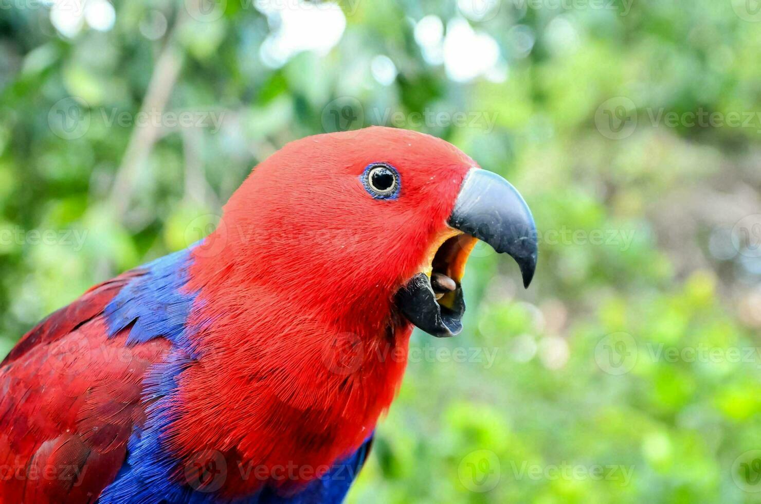 a red and blue parrot with its mouth open photo