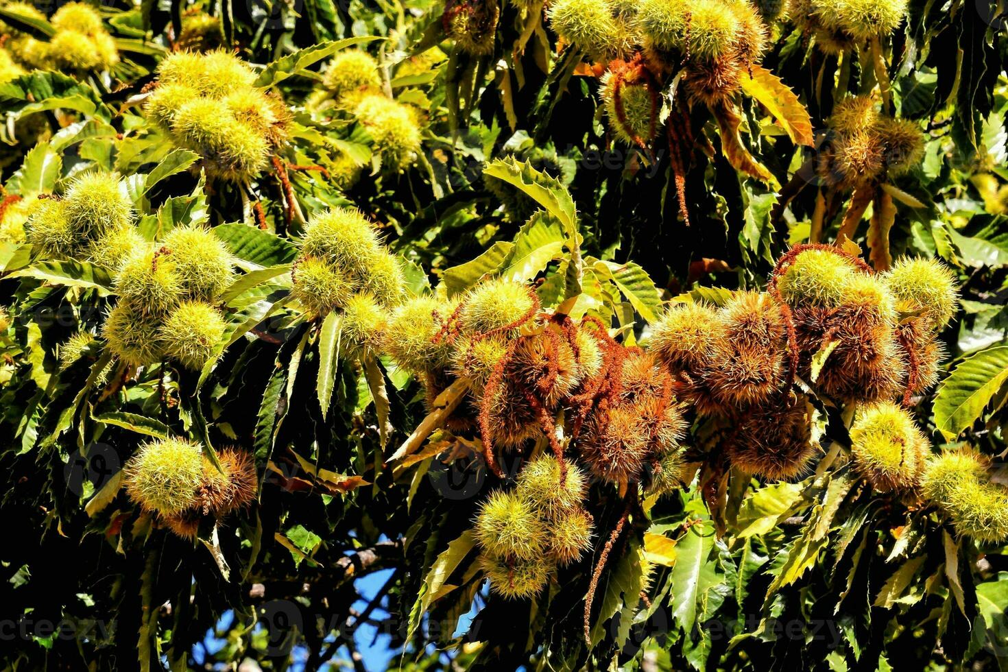 chestnut tree with nuts and fruit hanging from the branches photo