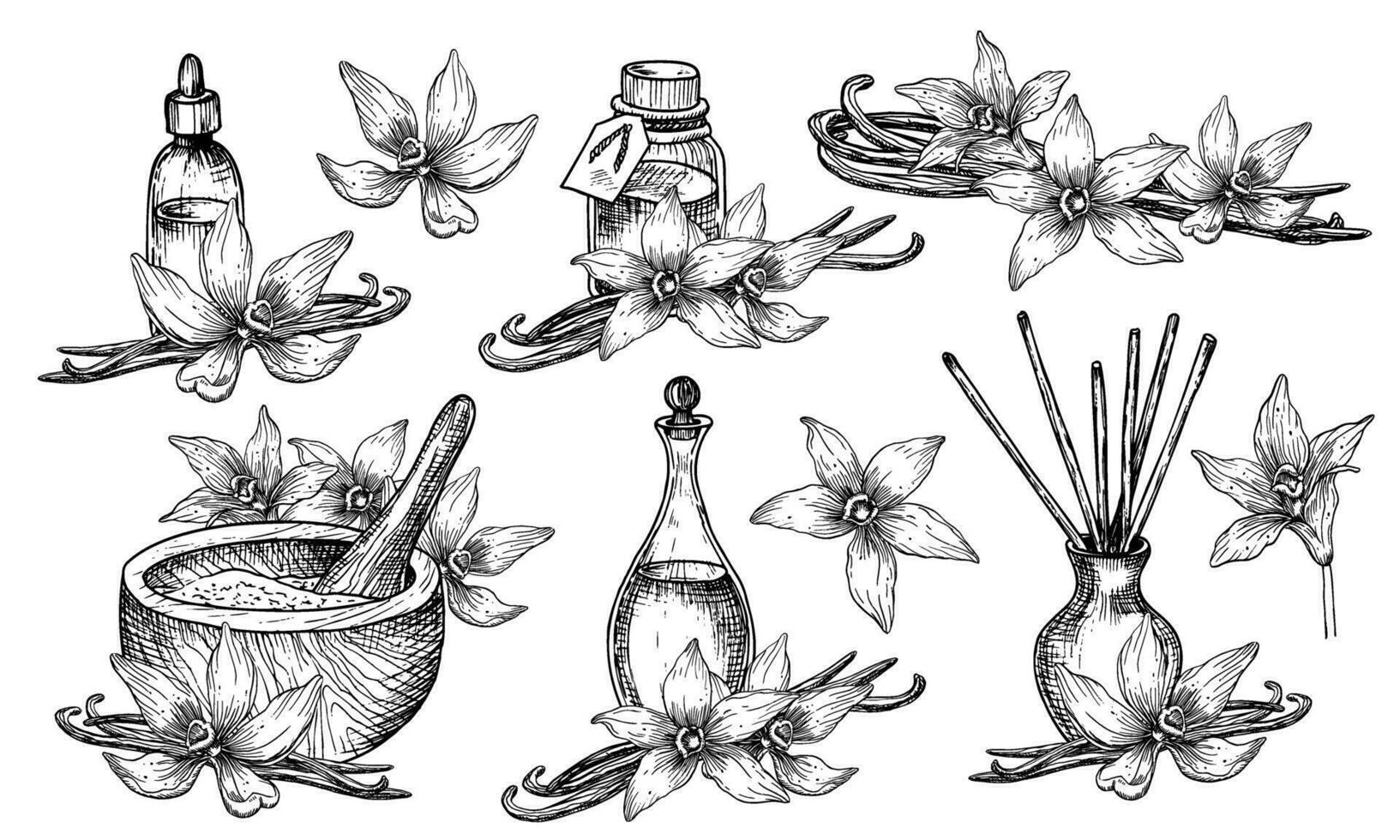 vainilla esencial aceite. mano dibujado vector ilustración de botellas y jarra con flores y palos en lineal estilo. conjunto de dibujos para aromaterapia y cuerpo cuidado. grabado de perfume o especias