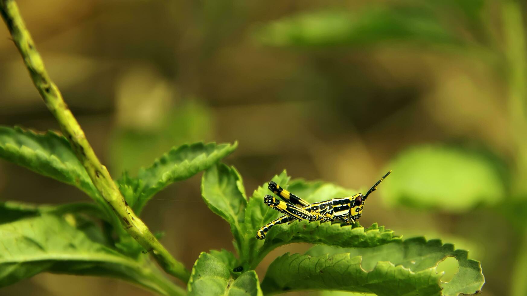 Grasshopper standing on green leaves in the forest photo