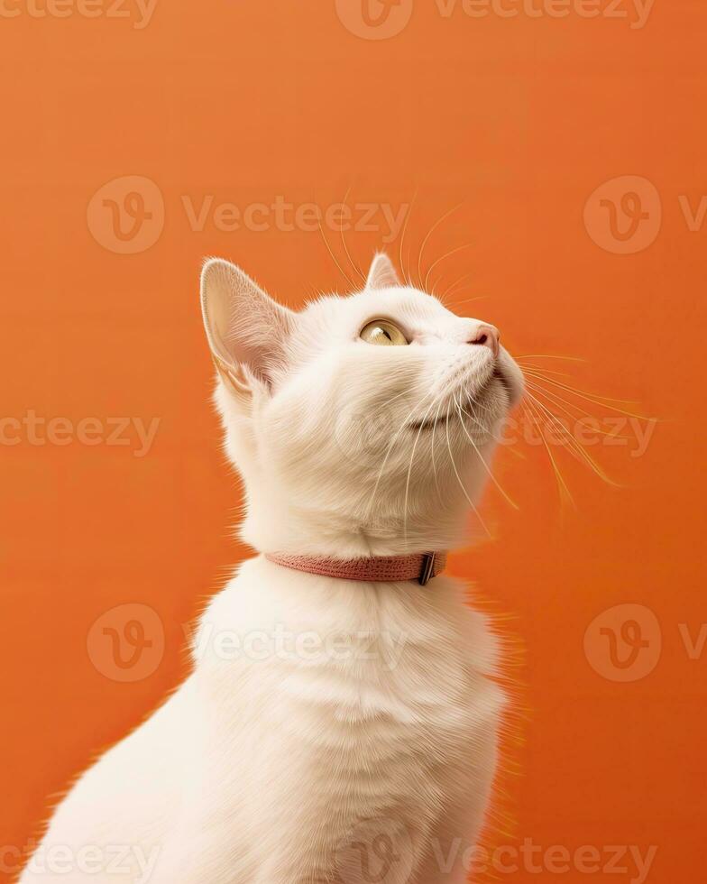 White Cat Looking Upwards Against an Orange Background. AI Generated photo