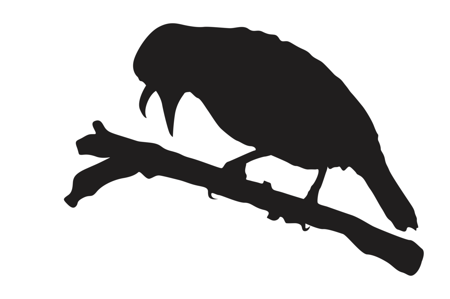 pose of a bird perched on a twig silhouette with a transparent background png