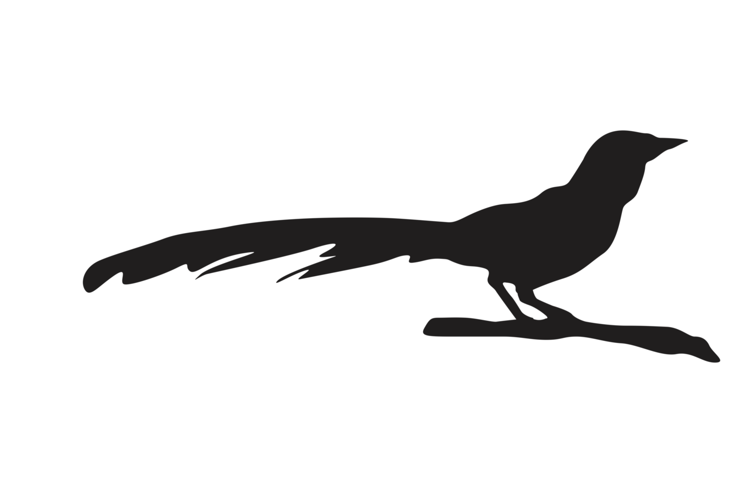pose of a bird perched on a twig silhouette with a transparent background png