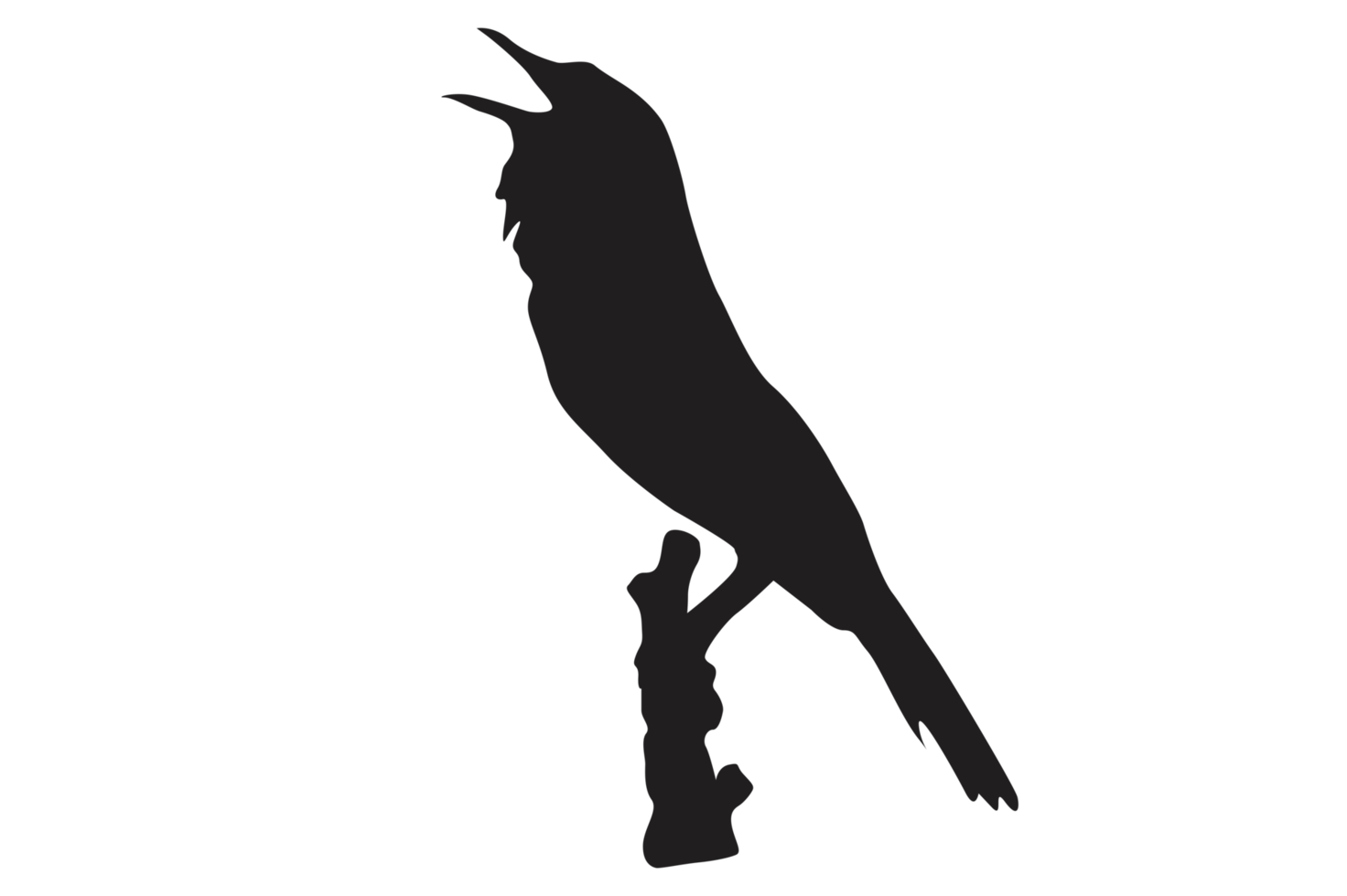 pose of a bird perched on a twig silhouette with a transparent background png
