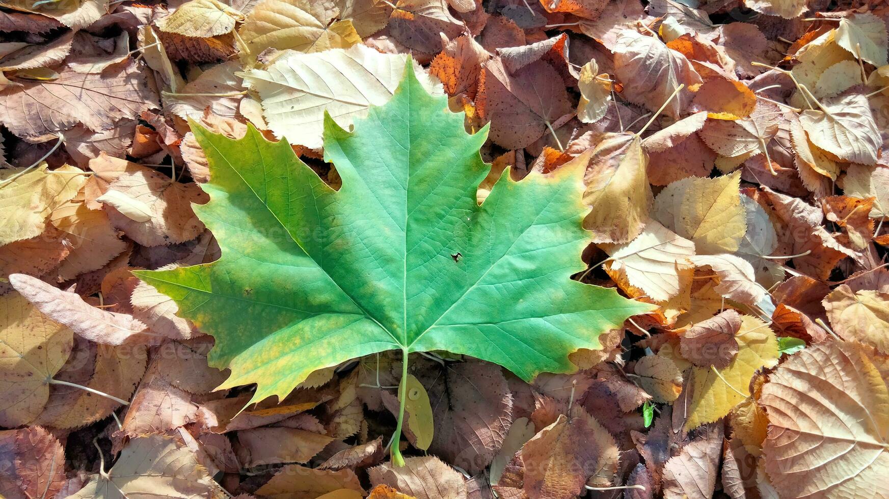 otoño. multicolor arce hojas mentira en el césped. vistoso antecedentes imagen de caído otoño hojas Perfecto para estacional utilizar foto