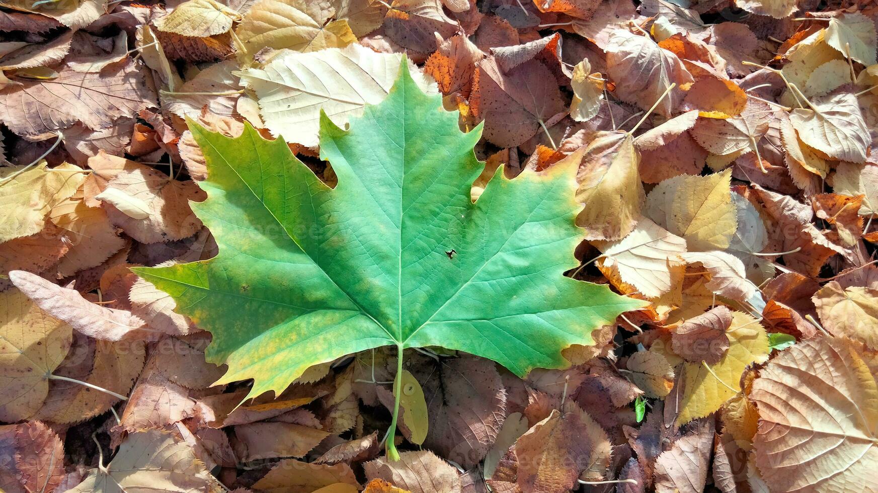Autumn. Multicolored maple leaves lie on the grass. Colorful background image of fallen autumn leaves perfect for seasonal use photo