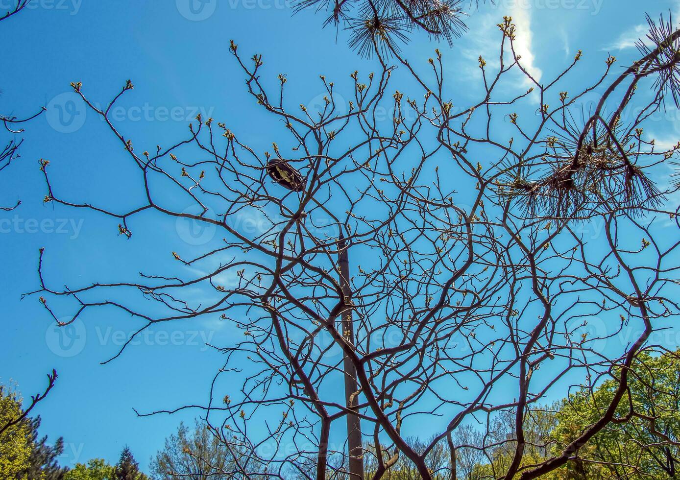 rhus tifina en temprano primavera. rhus tifina, ciervo Zumaque, es un especies de floración planta en el anacardiaceae familia. foto