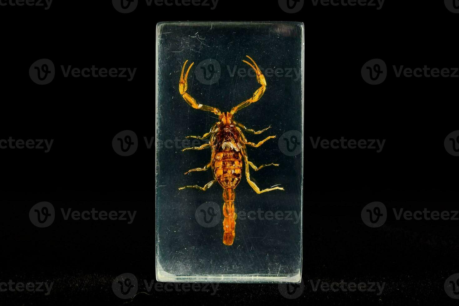 a scorpion is displayed in a glass block photo