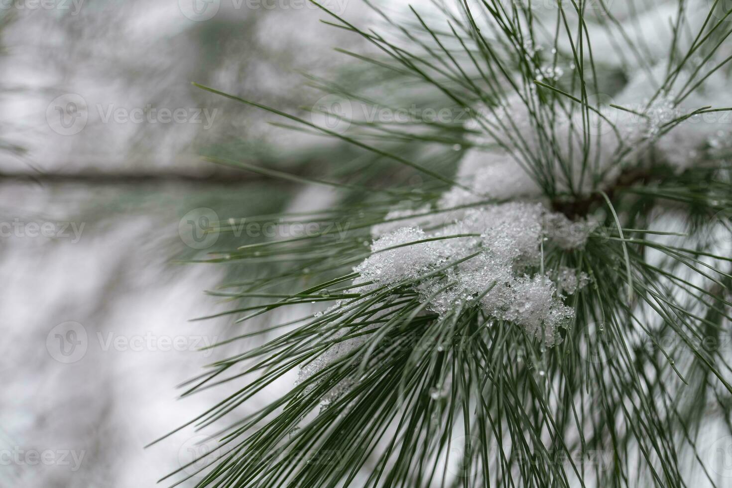 Snow on a Pine Tree Branch photo