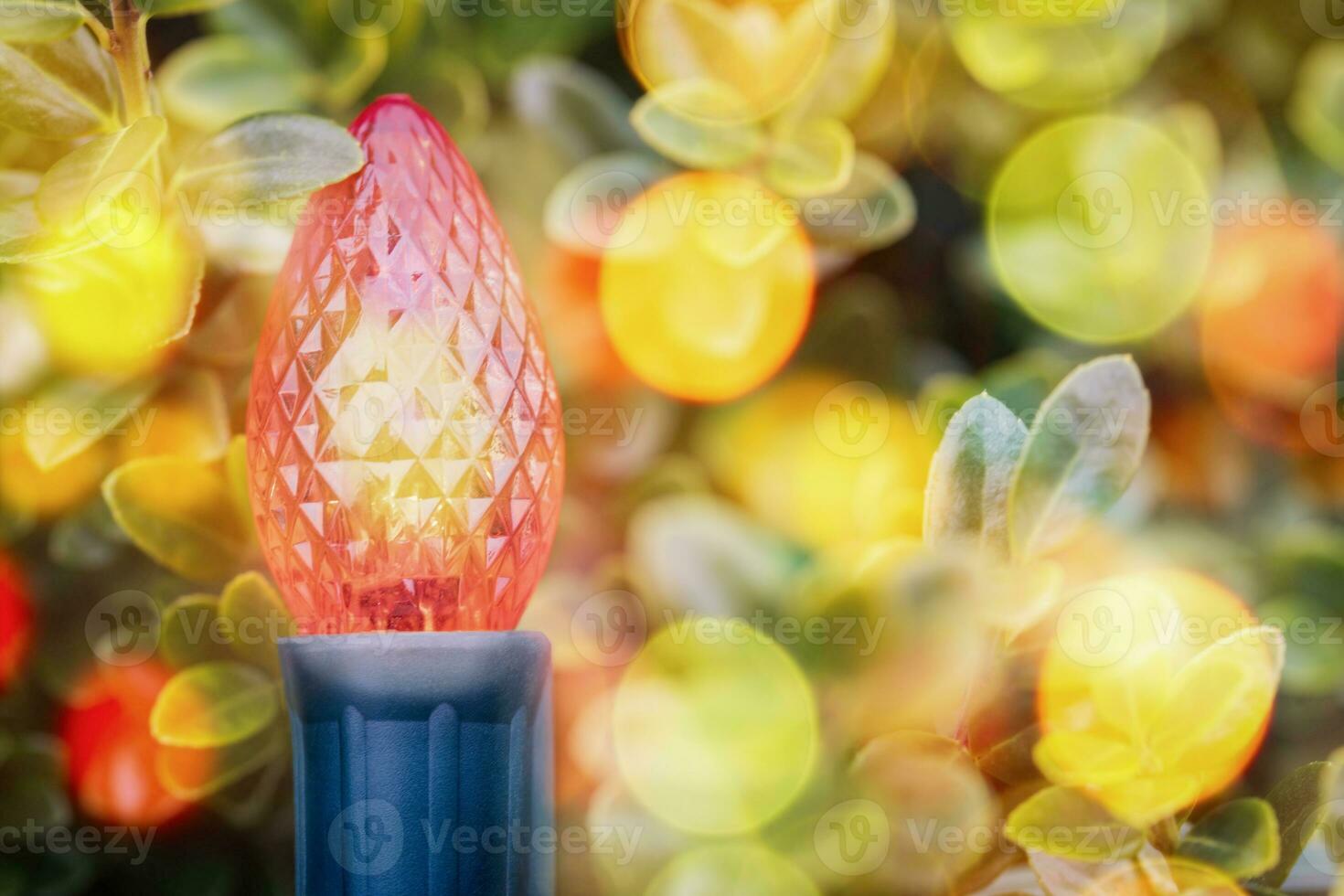 Closeup of Outdoor Christmas Bulb on a Holly Bush photo