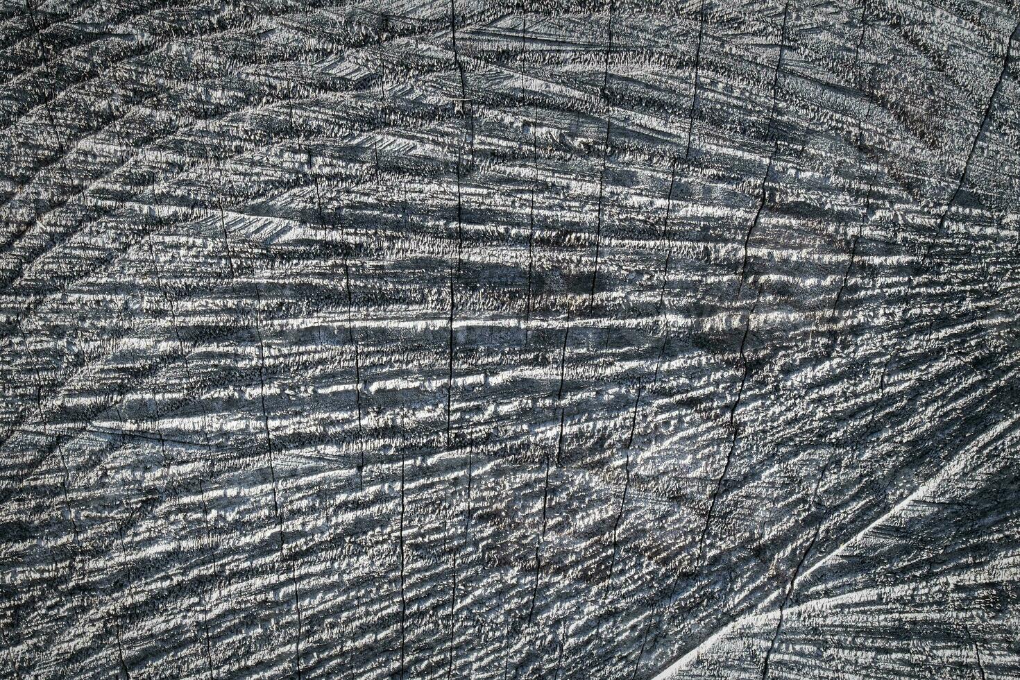 Cross Section of an Oak Log Cut with a Chainsaw photo