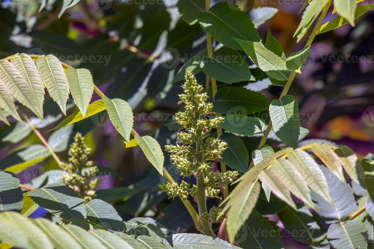Rhus typhina before flowering. Rhus typhina, stag sumac, is a species of flowering plant in the Anacardiaceae family. photo