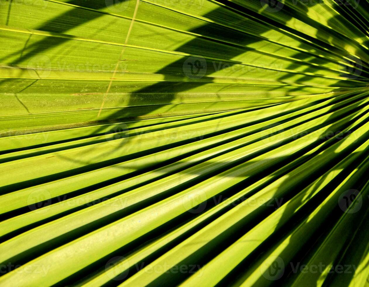 A leaf texture photo