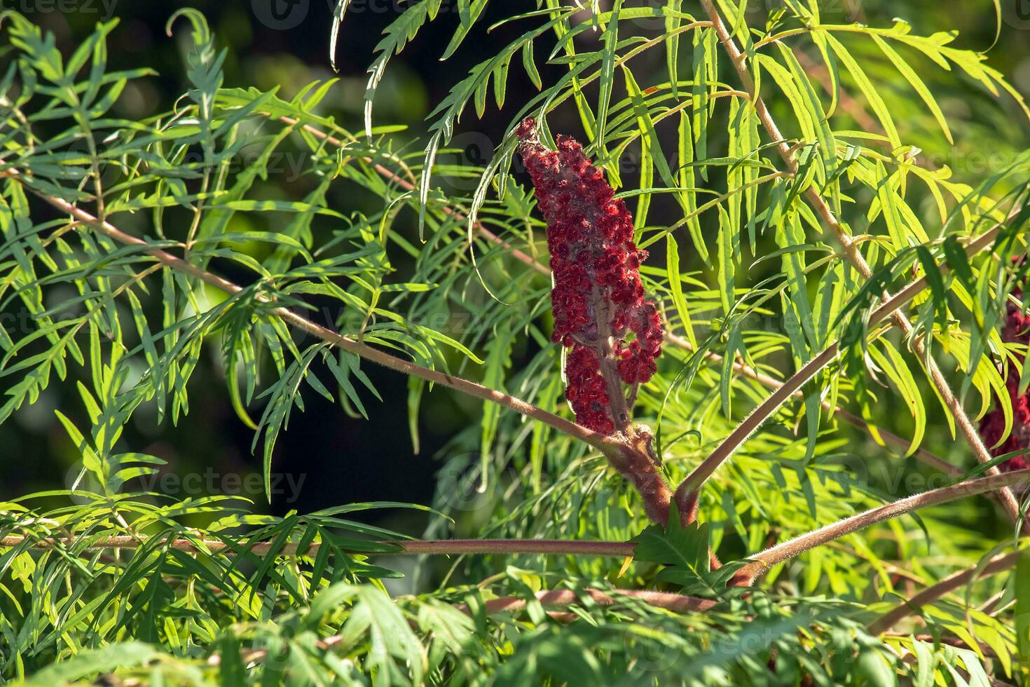 Rhus typhina in October. Rhus typhina, stag sumac, is a species of flowering plant in the Anacardiaceae family. photo