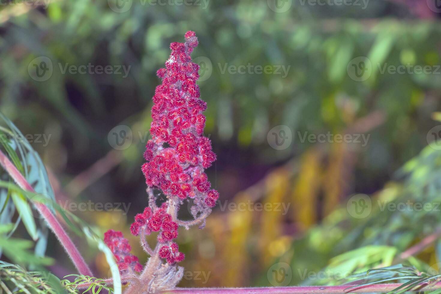 Rhus typhina in October. Rhus typhina, stag sumac, is a species of flowering plant in the Anacardiaceae family. photo