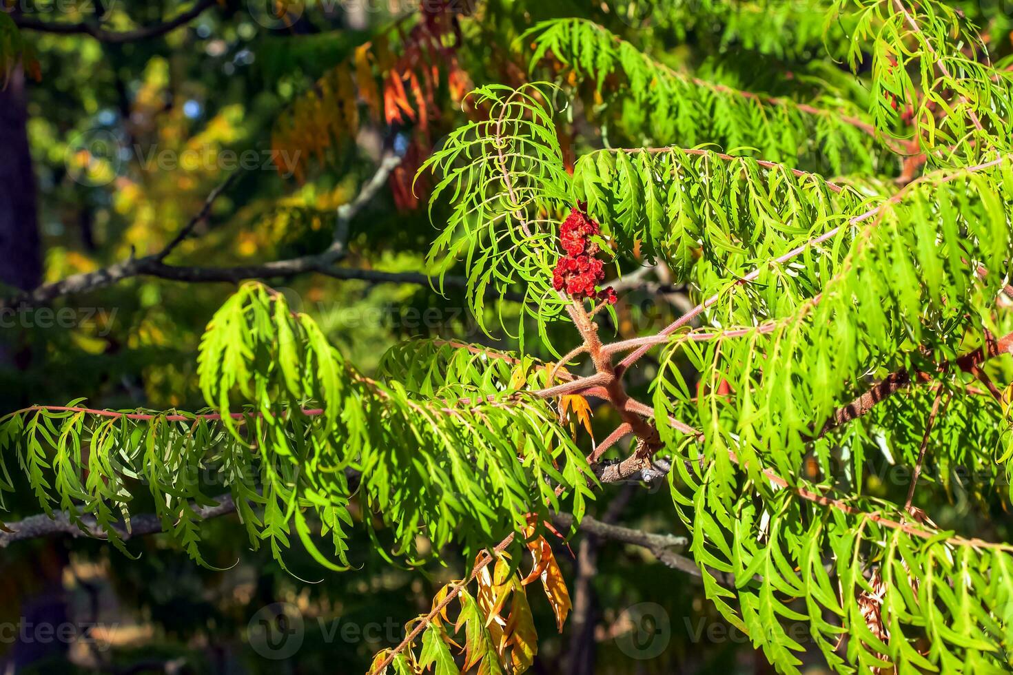 Rhus typhina in October. Rhus typhina, stag sumac, is a species of flowering plant in the Anacardiaceae family. photo