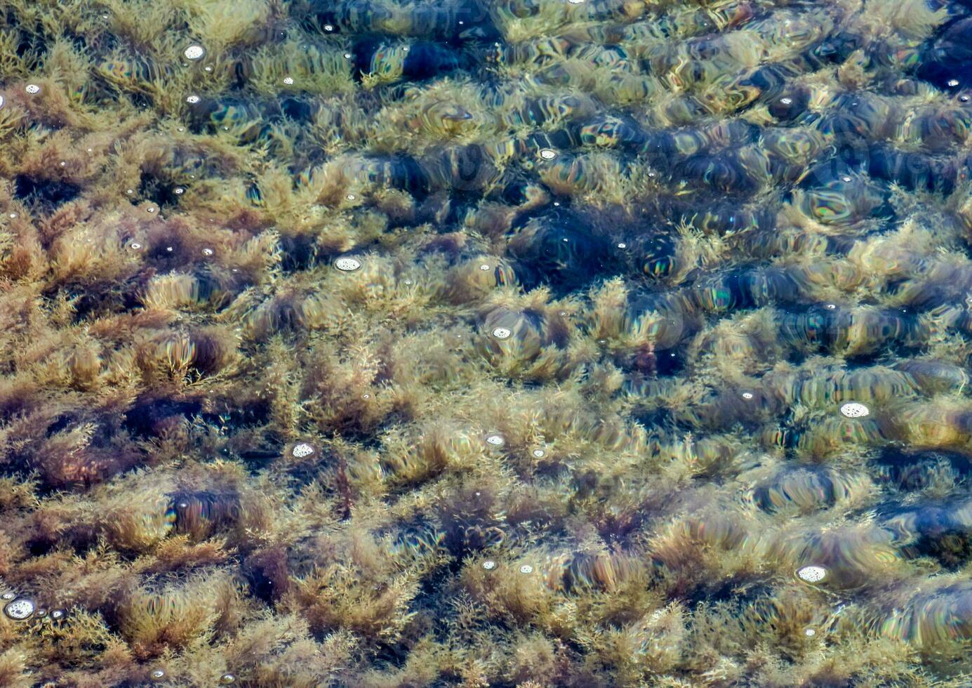 Seaweed on the shore photo