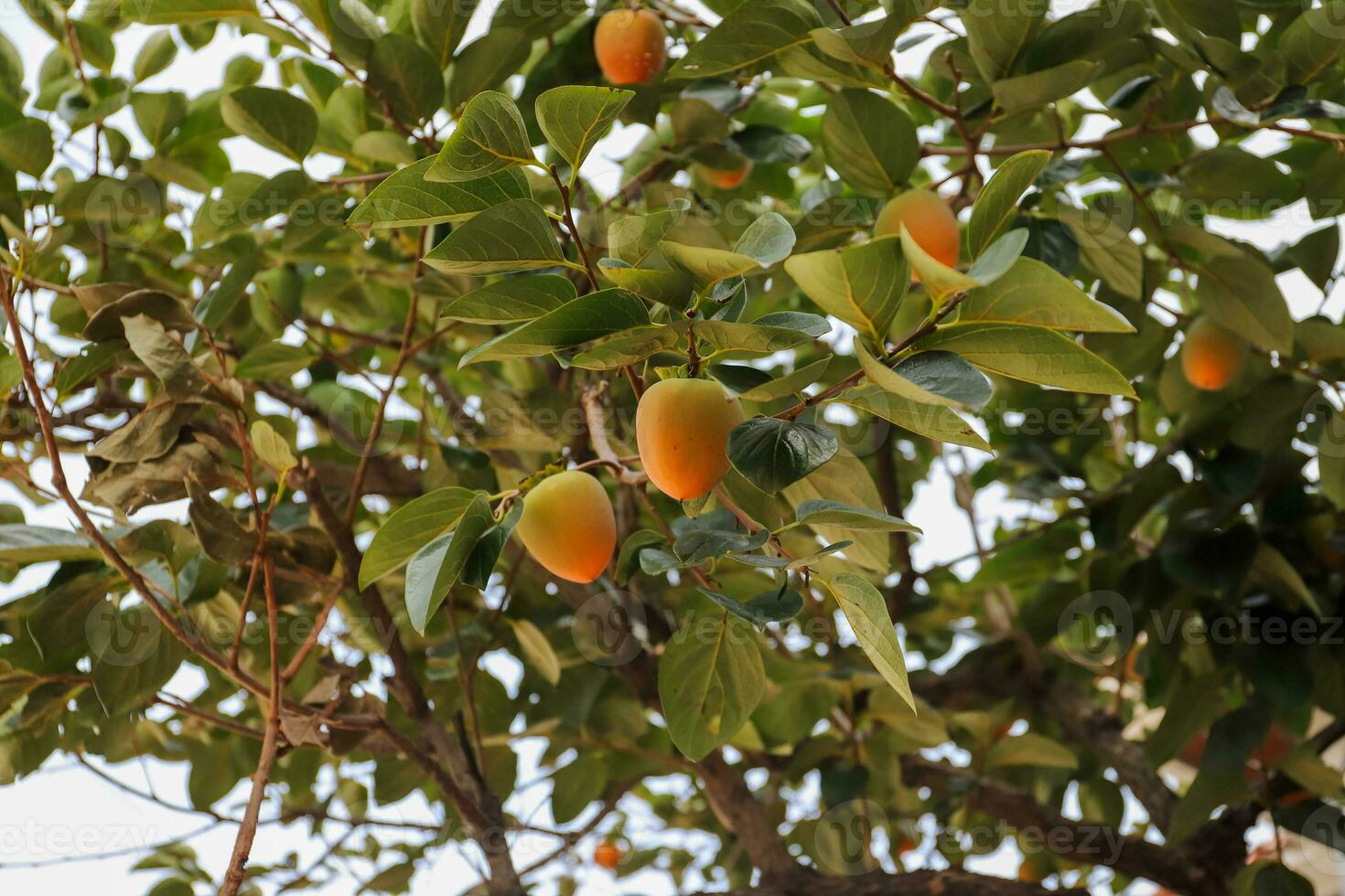 Photo of persimmon trees in autumn in Korea