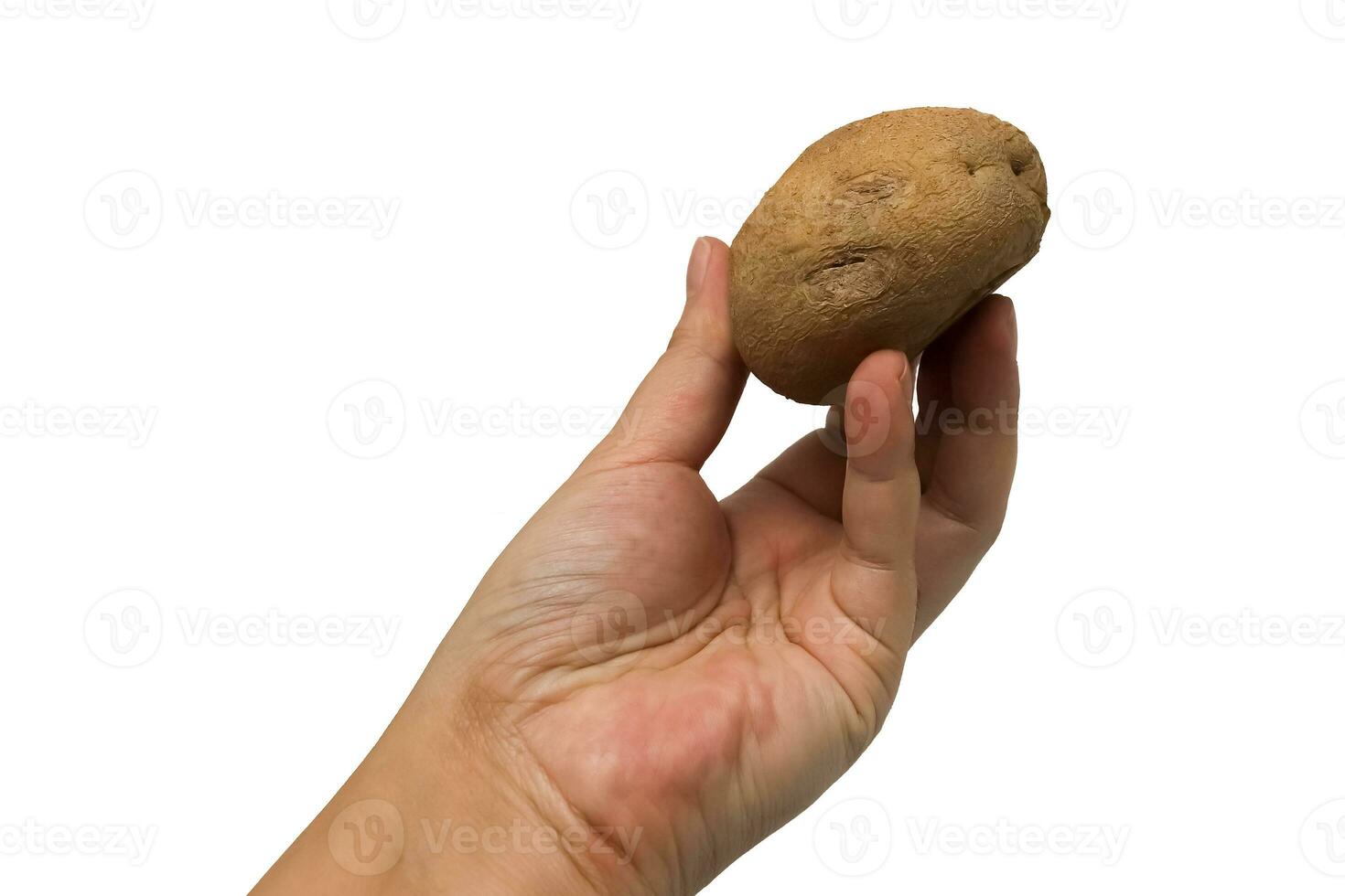 boiled potatoes. Isolated object, delicious photo