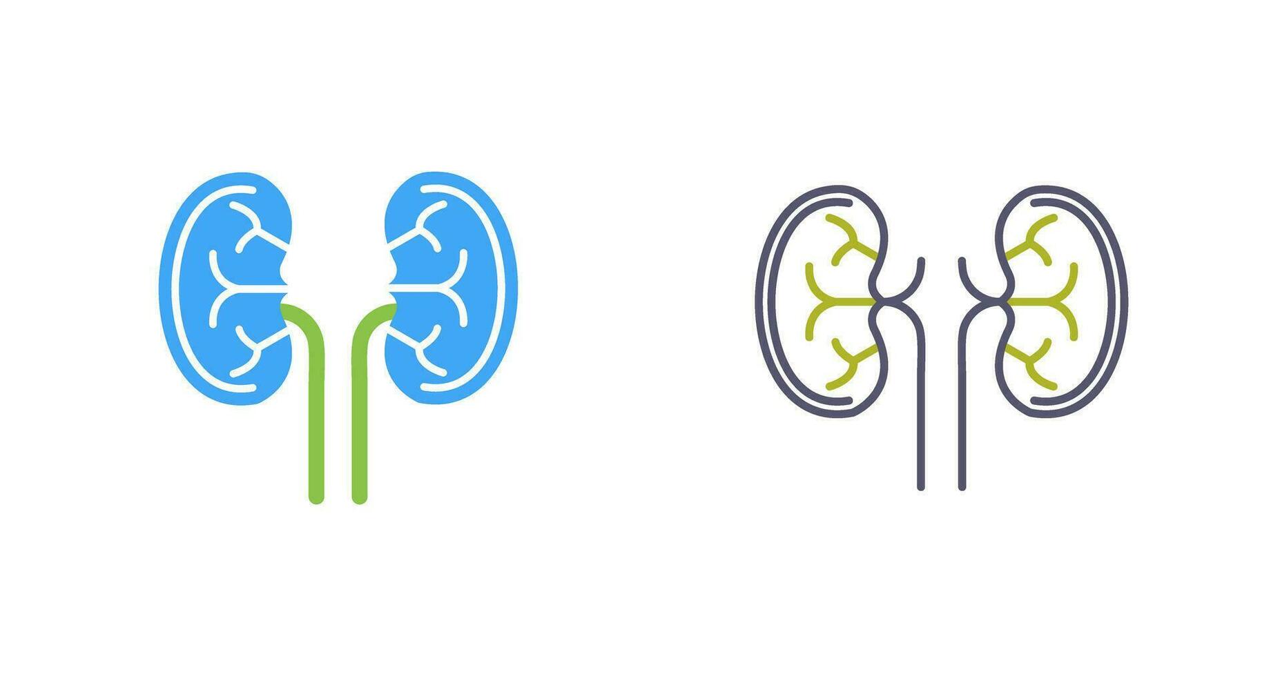 Kidney Vector Icon