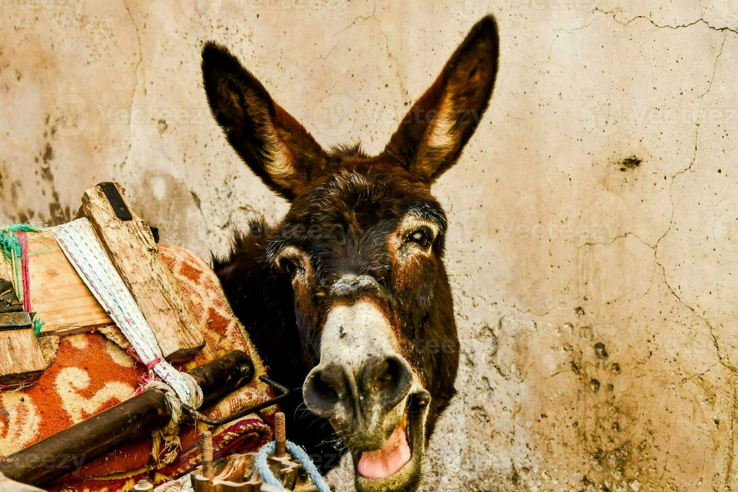 Close-up of a donkey photo