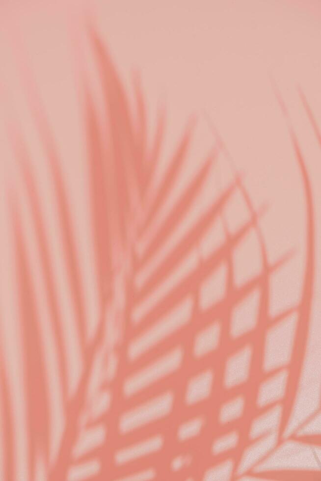 Palm leaves on pink background. Flora wallpaper backdrop. photo