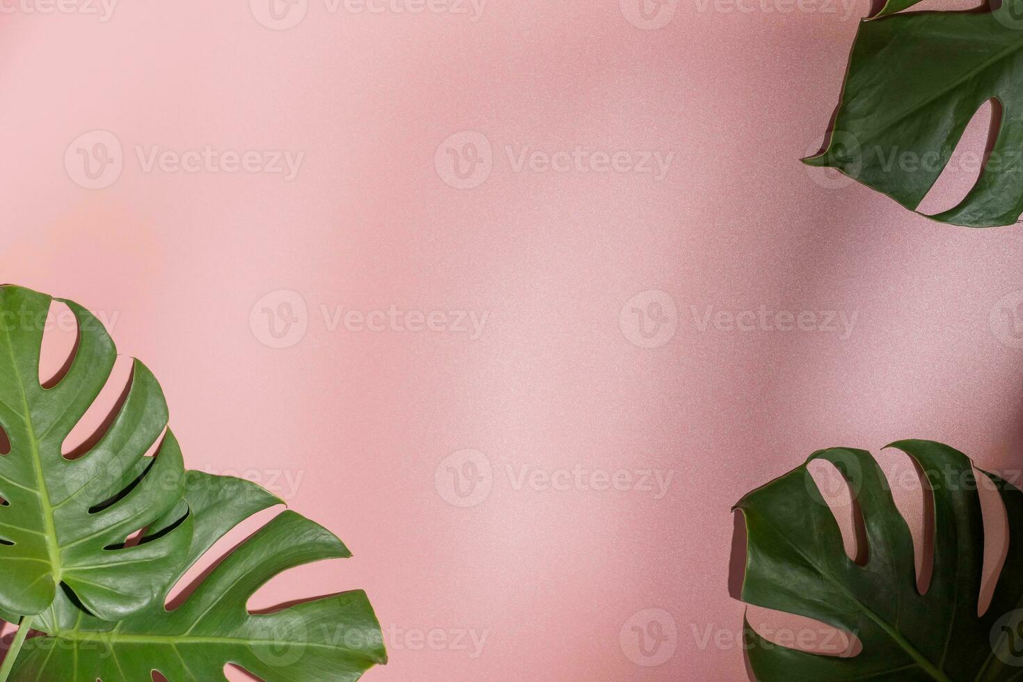 monstera hojas en rosado antecedentes. flora fondo de pantalla fondo. foto