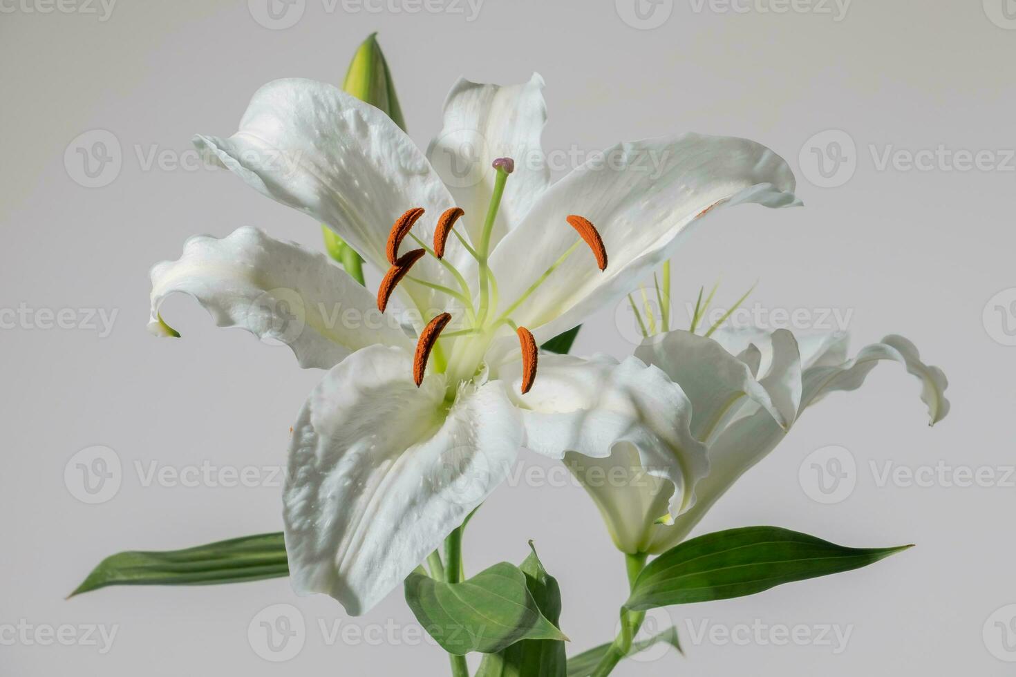 Lilly flowers on white background. Flora wallpaper backdrop. photo