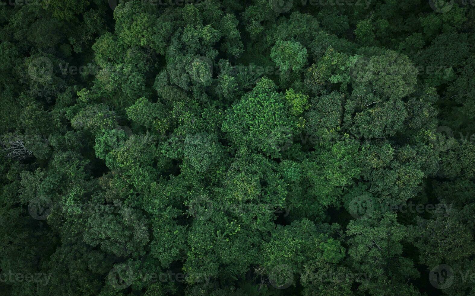 Aerial top view of green trees in forest. Drone view of dense green tree captures CO2. Green tree nature background for carbon neutrality and net zero emissions concept. Sustainable green environment. photo