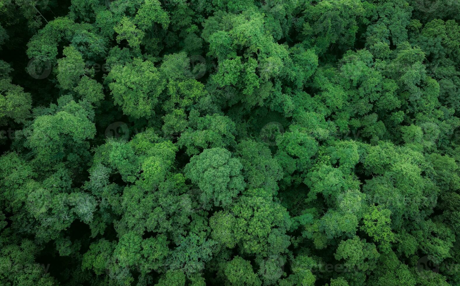 Aerial top view of green trees in forest. Drone view of dense green tree captures CO2. Green tree nature background for carbon neutrality and net zero emissions concept. Sustainable green environment. photo