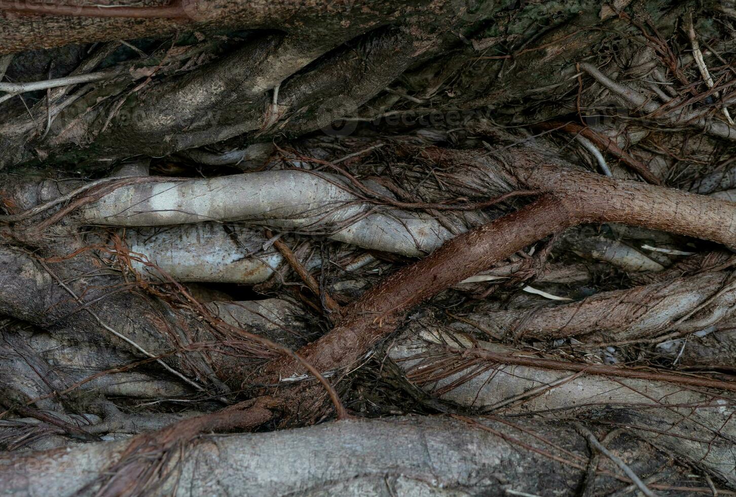 Closeup banyan tree roots surround the tree. Banyan tree roots surrounding the trunk with organic texture. Banyan tree intricate roots. Nature closeup. Root system. Natural pattern of complex root. photo